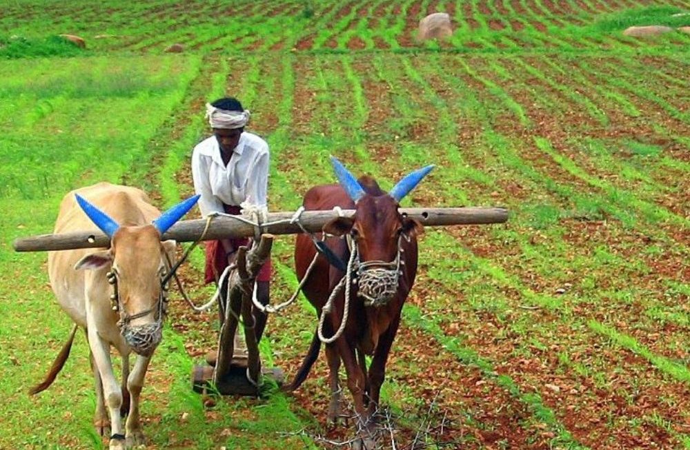 Agriculture In India